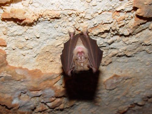 Pipistrello-Foto-Giovanni-Ragone.-DSC01378